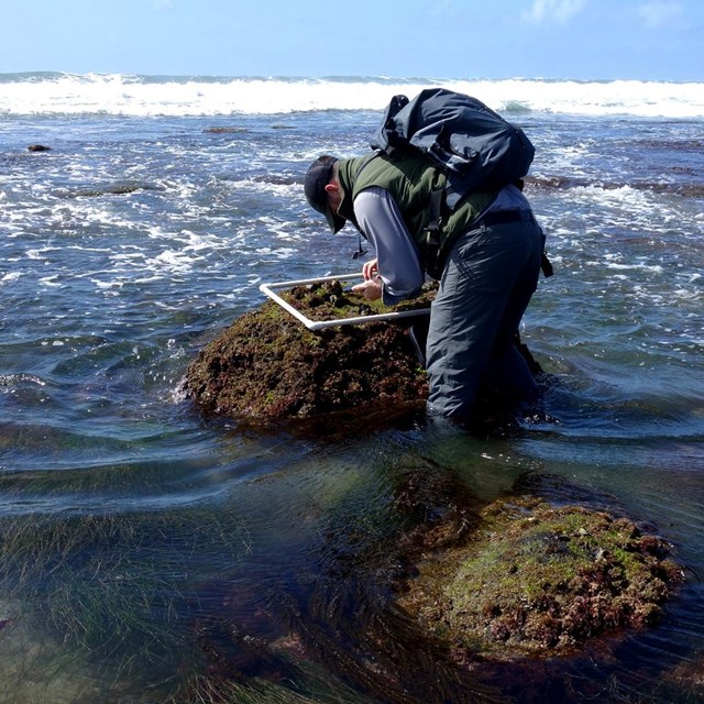 Researching counting plants in intertidal zone